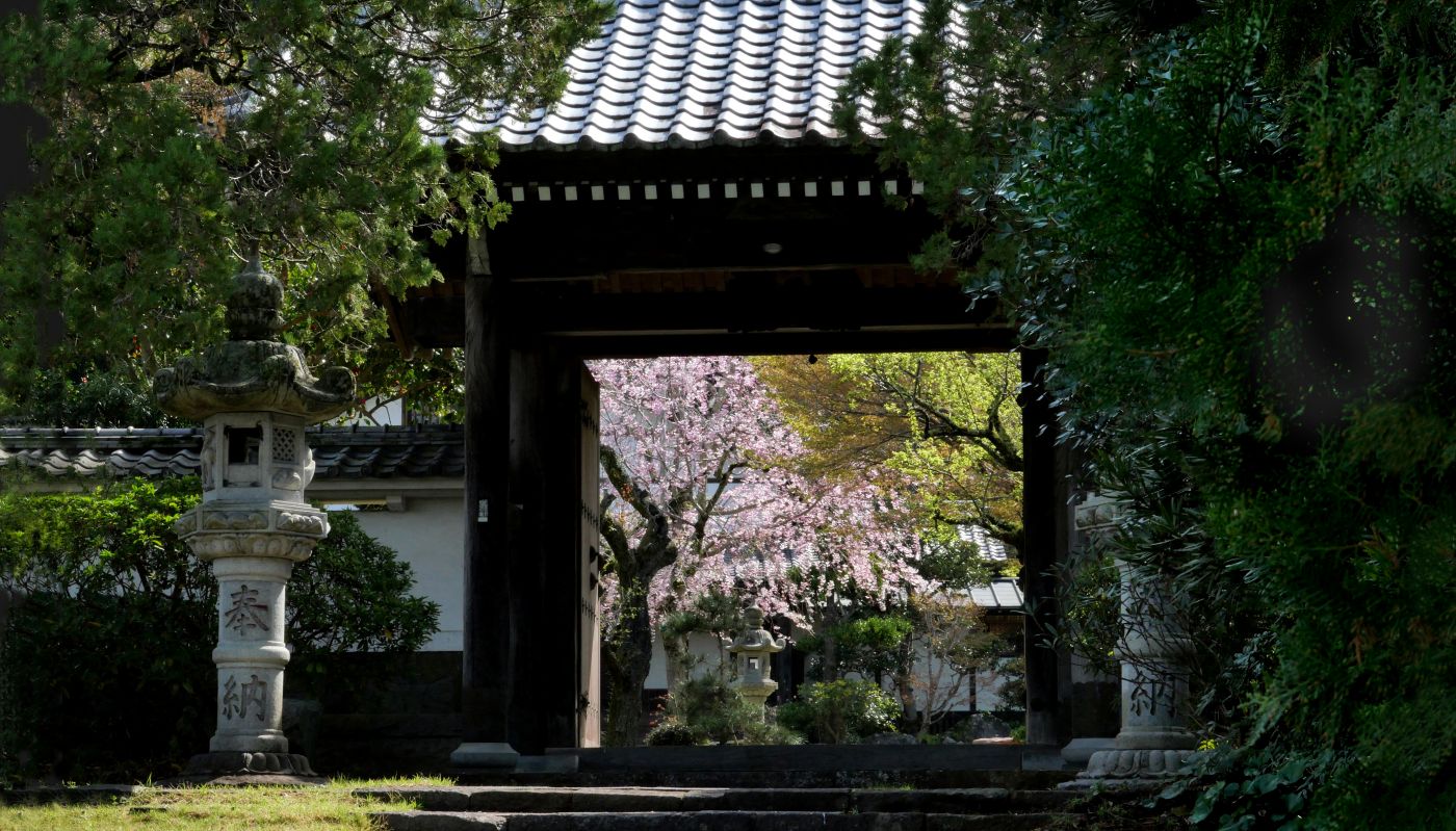 山門桜