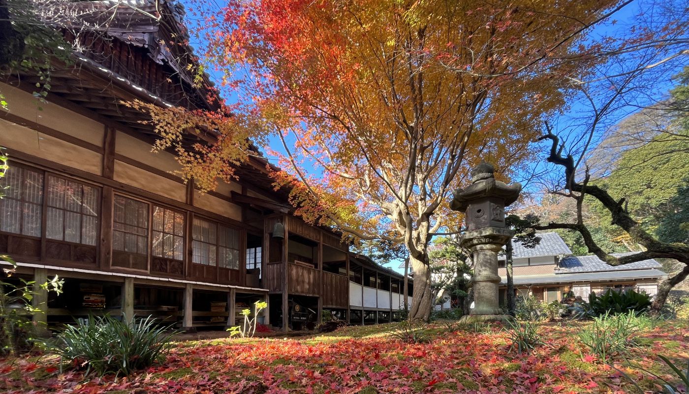 中庭紅葉