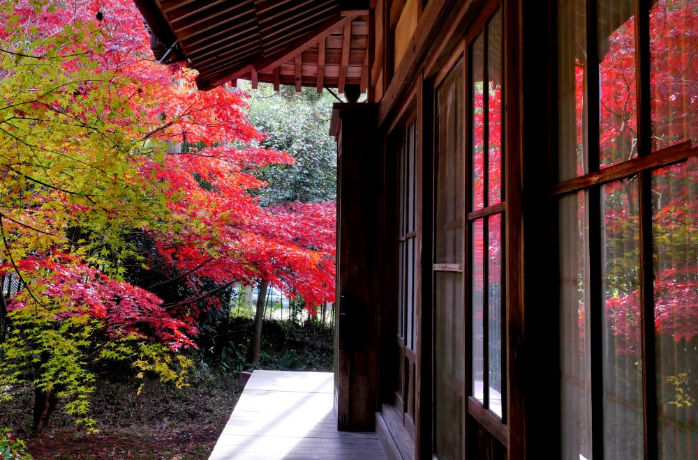 紅葉